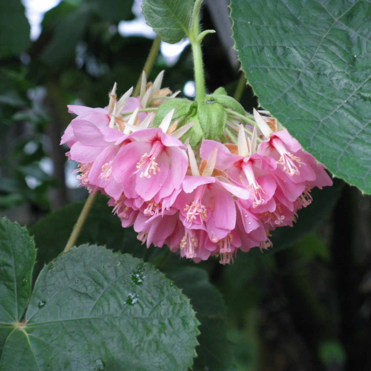 Exotic Dombeya Flower Live Plant for Home and Office Garden